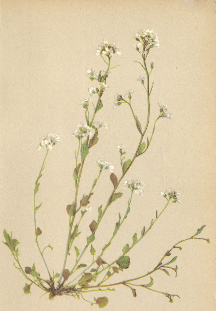 ALPENFLORA ALPINE FLOWERS. Arabis halleri L-Haller's Gänsekresse 1897 print